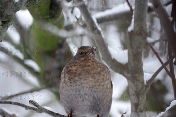 Blackbird (Turdus merula), female, portrait, winter, tree, snow