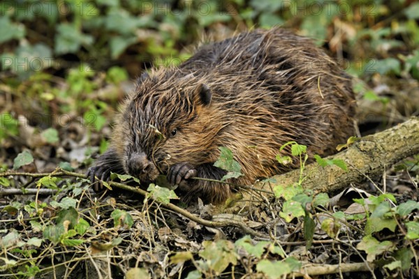 Eurasian beaver, European beaver (Castor fibre), eating leaves on the bank of a stream, Canton Zug, Switzerland
