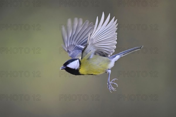 Great Tit (Parus major), in flight, Meienberg, Canton Aargau, Switzerland