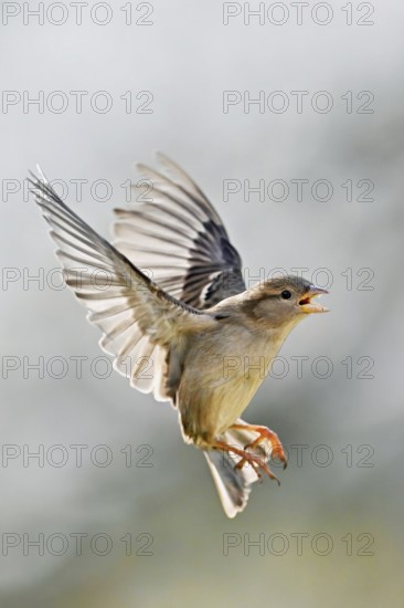 House Sparrow (Passer domesticus), in flight, Meienberg, Canton Aargau, Switzerland