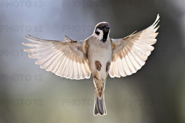House Sparrow (Passer domesticus), in flight, Meienberg, Canton Aargau, Switzerland