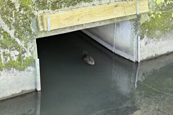 Eurasian beaver, European beaver (Castor fibre), swimming under a bridge, Canton Zug, Switzerland