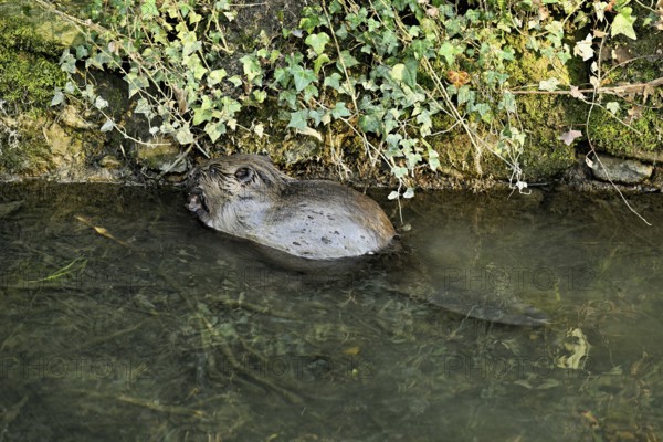 Eurasian beaver, European beaver (Castor fibre), swimming in a stream, Canton Zug, Switzerland