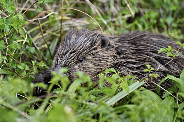 Eurasian beaver, European beaver (Castor fibre), sitting on the bank of a stream, Canton Zug, Switzerland