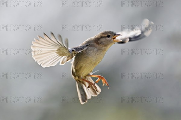 House Sparrow (Passer domesticus), in flight, Meienberg, Canton Aargau, Switzerlandtefan Huwiler