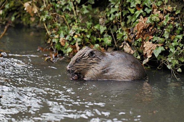 Eurasian beaver, European beaver (Castor fibre), eating an acorn in the water, Canton Zug, Switzerland