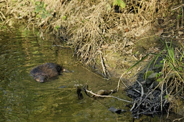 Eurasian beaver, European beaver (Castor fibre), swimming in a stream, Canton Zug, SwitzerlandStefan Huwiler