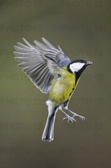 Great Tit (Parus major), in flight, Meienberg, Canton Aargau, Switzerland