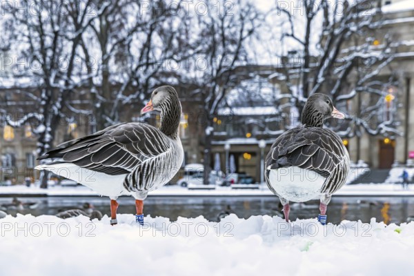 Winter in Stuttgart. It snowed overnight and the city is wintry white early in the morning. Nile geese in front of the opera house. Stuttgart, Baden-Württemberg, Germany