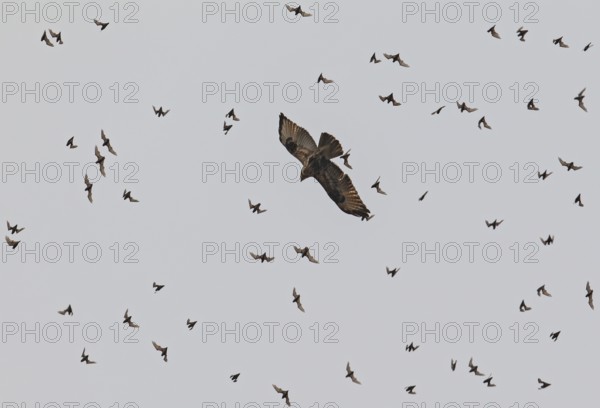 Wrinkle-lipped Bulldog Bat (Chaerephon plicatus), Wrinkle-lipped Free-tailed Bat, large flock flying in the sky at dusk together with Taiga Buzzard (Buteo japonicus) after swarming out of the daytime roost in rock caves, Khao Yai National Park, Thailand