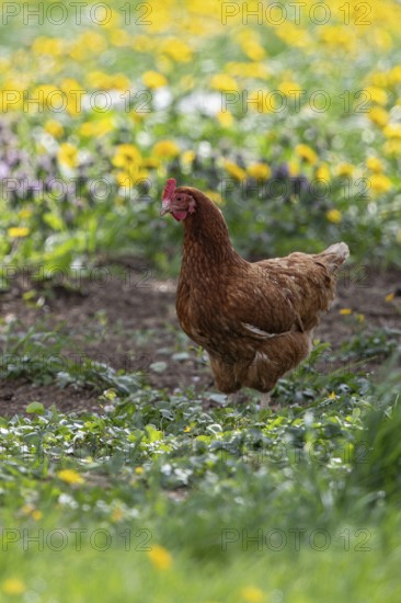 Domestic hen (Gallus gallus domesticus), brown hen in free range runs on farm through yellow flowering meadow with dandelion (Taraxacum officinale) in the sun, Baden-Württemberg, Germany