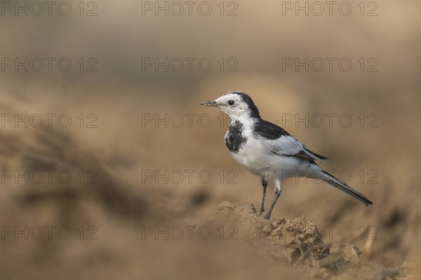A white wagtail (Motacilla alba) stands on the ground against a blurred background, Sreepur, Gazipur, Bangladesh