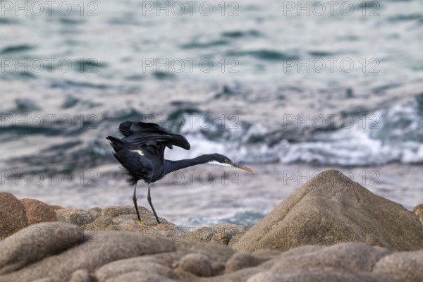 Great Egret (Egretta gularis) sitting on rocks, Oman