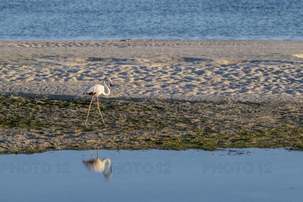 Flamingo (Phoenicopteridae) foraging, Oman