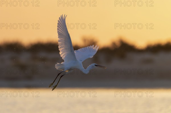 Great White Egret (Ardea alba) at sunrise, flying, Oman