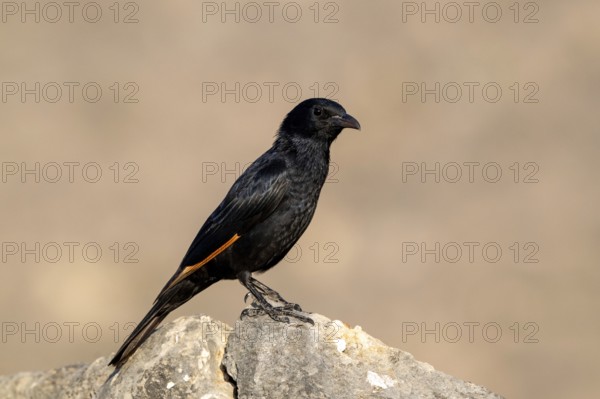Tristramstar (Onychognathus tristramii), Oman