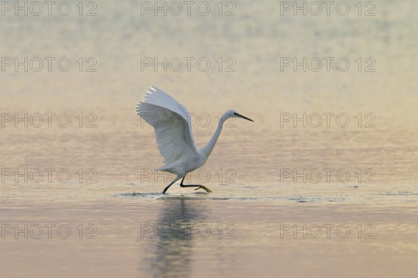 Great White Egret (Ardea alba) foraging in the water, Oman