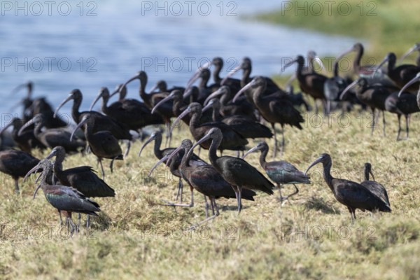 Sickle-eye (Plegadis falcinellus), lagoon near Salalah, Oman