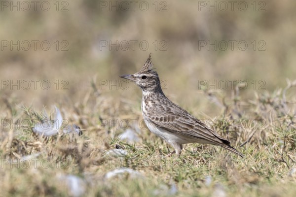 Crested Lark (Galerida cristata), lagoon near Salalah, Oman