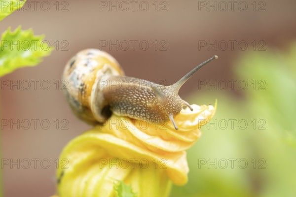 Garden snail (Cornu aspersum) adult gastropod molluscs on a garden courgette or zucchini vegetable plant flower in summer, England, United Kingdom