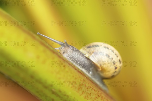 Garden snail (Cornu aspersum) adult gastropod molluscs on a garden rhubarb vegetable plant stem in summer, England, United Kingdom