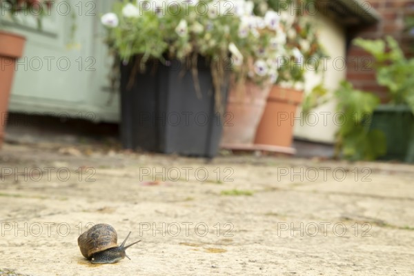 Garden snail (Cornu aspersum) adult gastropod molluscs on a garden patio in summer, England, United Kingdom