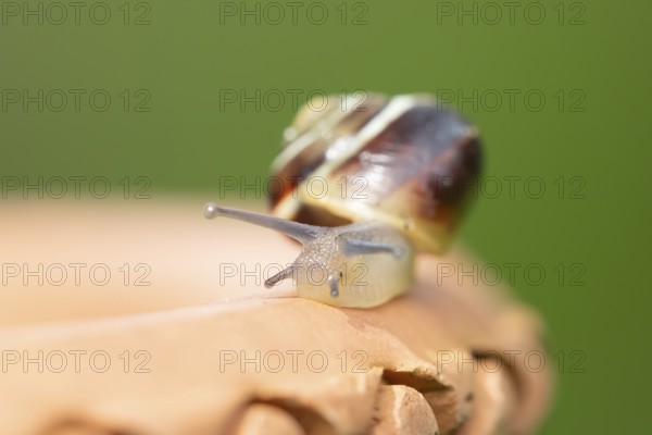 Striped snail (Cernuella virgata) adult gastropod molluscs on a garden plant pot in summer, England, United Kingdom