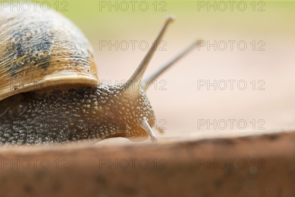 Garden snail (Cornu aspersum) adult gastropod molluscs on a garden plant pot in summer, England, United Kingdom