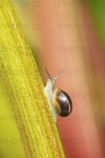 Striped snail (Cernuella virgata) adult gastropod molluscs on a garden rhubarb vegetable plant plant stem in summer, England, United Kingdom