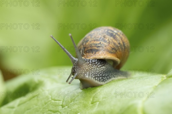 Garden snail (Cornu aspersum) adult gastropod molluscs on a garden vegetable plant leaf in summer, England, United Kingdom