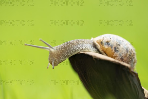 Garden snail (Cornu aspersum) adult gastropod molluscs on a fungi in summer, England, United Kingdom