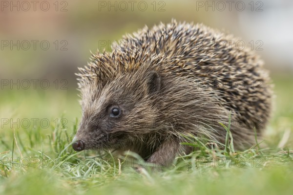 European hedgehog (Erinaceus europaeus) adult animal on a garden grass lawn in summer, England, United Kingdom