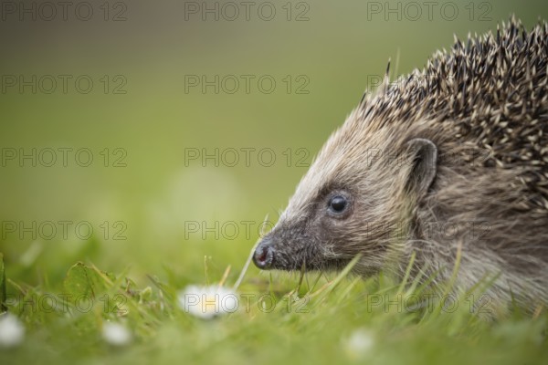European hedgehog (Erinaceus europaeus) adult animal on a garden grass lawn in spring, England, United Kingdom