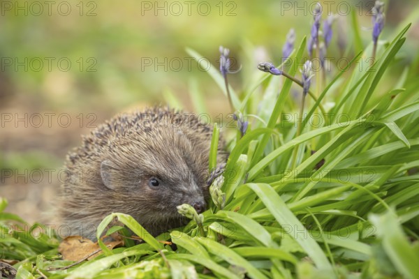 European hedgehog (Erinaceus europaeus) adult animal in a garden next to Bluebell flowers in spring, England, United Kingdom
