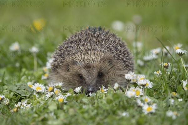 European hedgehog (Erinaceus europaeus) adult animal on a garden grass lawn with flowering daisey flowers in spring, England, United Kingdom