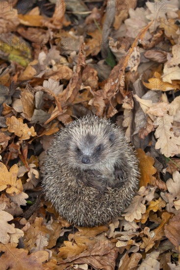 European hedgehog (Erinaceus europaeus) adult animal curled up in a ball on fallen autumn leaves in a garden, England, United Kingdom