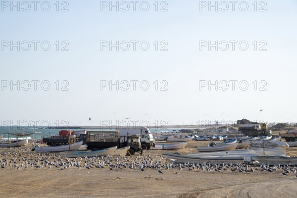 Seagulls on the beach, fishing boats and trucks, Oman