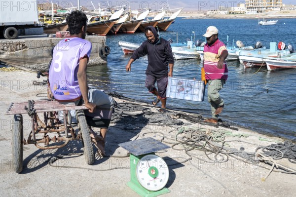 Fishing boats in Mirbat harbour, fish is sorted and weighed, Oman