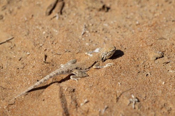 Gecko (Gekkonidae) in desert, Rhub al Khali, Oman
