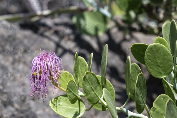 Flower, Caper bush (Capparis spinosa), Oman