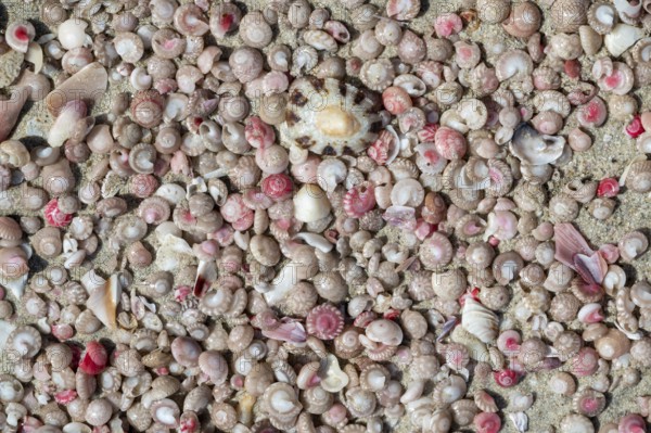 Colourful mussels and snails on the beach near Khaluf, Oman