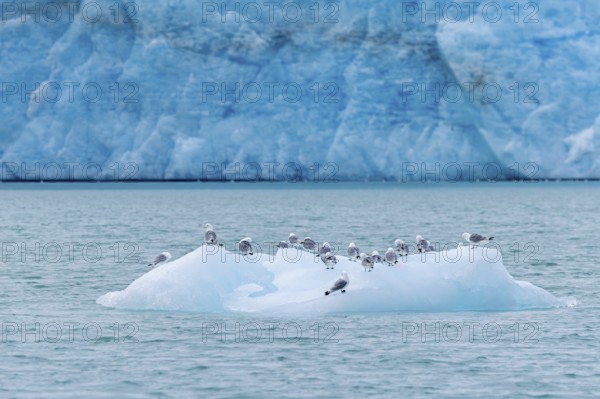 Black-legged kittiwakes (Rissa tridactyla) flock resting on ice floe in front of glacier wall along the Arctic Ocean in summer, Svalbard, Spitsbergen