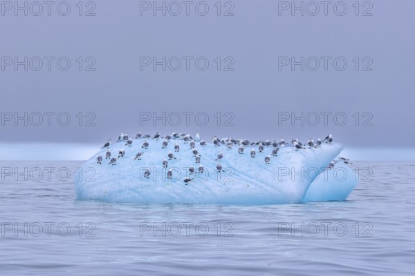 Black-legged kittiwakes (Rissa tridactyla) flock in breeding plumage resting on ice floe in the Arctic Ocean in summer, Svalbard, Spitsbergen, Norway