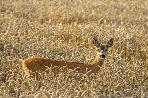 European roe deer (Capreolus capreolus) female, doe foraging in wheat field, cornfield in summer