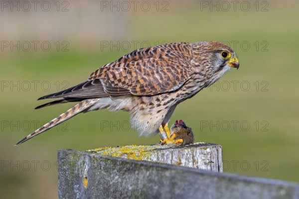 Common kestrel / European kestrel (Falco tinnunculus) female perched on wooden fence post eating caught vole prey