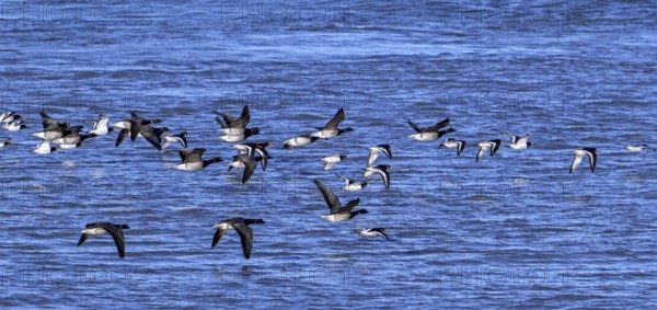 Pale-bellied brant geese (Branta bernicla hrota) flying among brent geese and common pied oystercatchers along the North Sea coast in winter