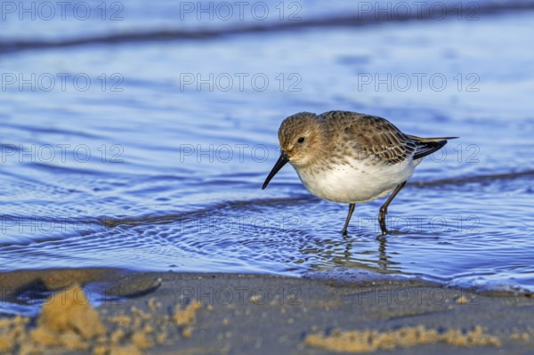 Dunlin (Calidris alpina) adult in winter plumage foraging for worms and crustaceans in swash zone / forewash on sandy beach along the North Sea coast