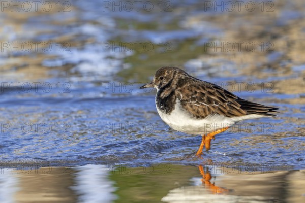 Ruddy turnstone (Arenaria interpres) adult in winter plumage foraging for invertebrates in swash zone / forewash on sandy beach along North Sea coast