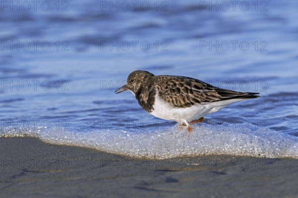 Ruddy turnstone (Arenaria interpres) adult in winter plumage foraging in shallow water for crustaceans in swash zone / forewash along North Sea coast