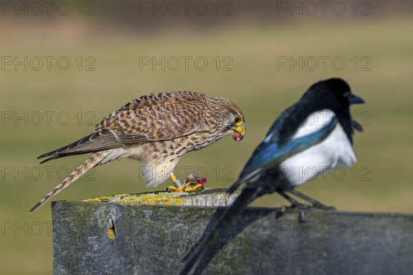 Common kestrel / European kestrel (Falco tinnunculus) female perched on wooden fence post eating caught vole prey next to Eurasian magpie (Pica pica)